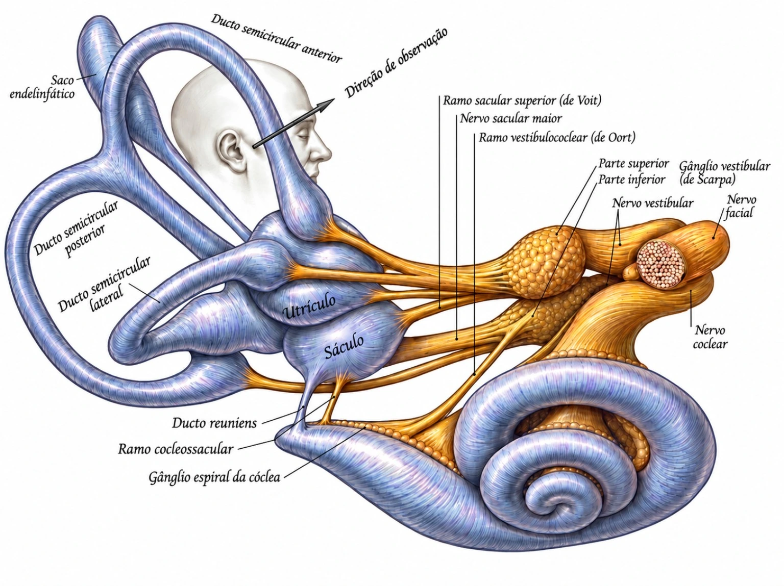 Vista anterior do ouvido interno com labirinto membranoso, utrículo, sáculo, canais semicirculares, cóclea e nervos vestibulococleares
